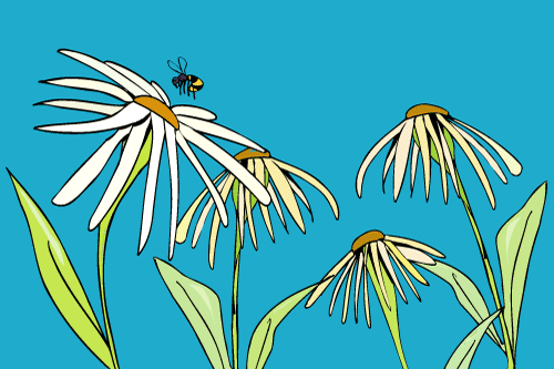 Kaart: Margrieten met wesp