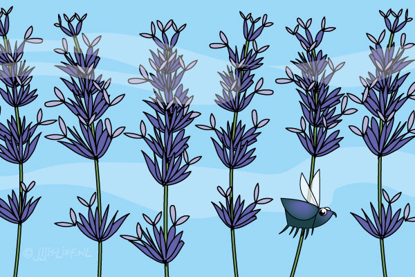 Kaart: Lavendel