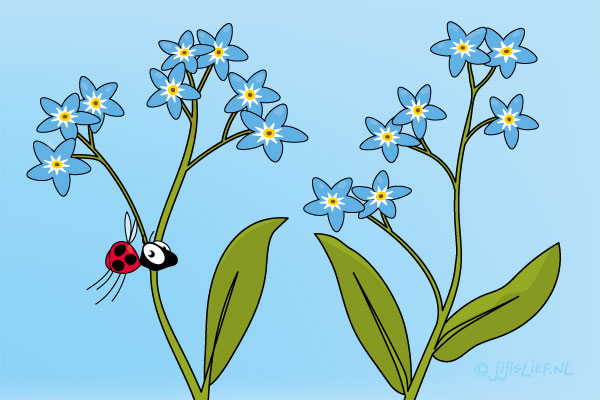 Kaart: Vergeet-me-nietjes